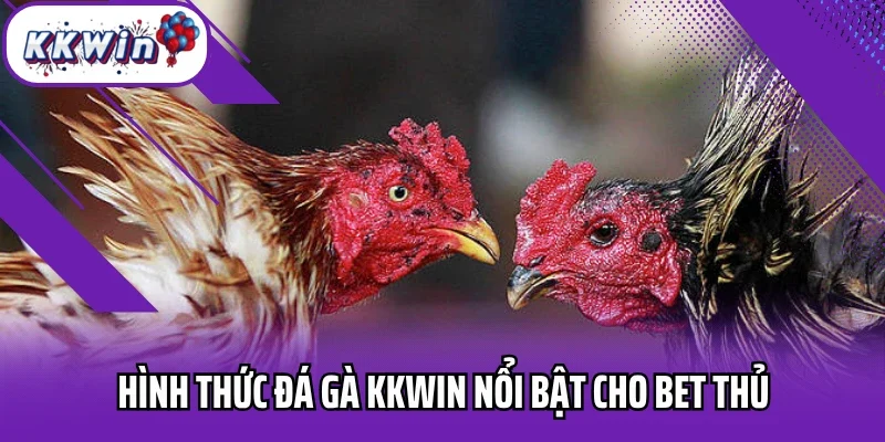 Hình thức đá gà KKWIN nổi bật cho bet thủ